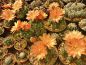 Preview: Gymnocalycium austriagold